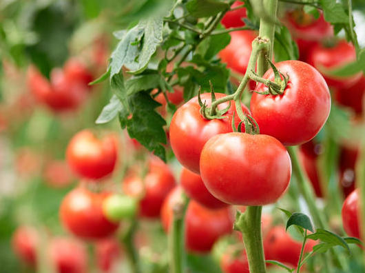 Детерминантные (низкорослые) томаты