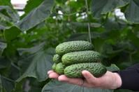 СВ 4097 ЦВ F1 семена огурца корнишона раннего