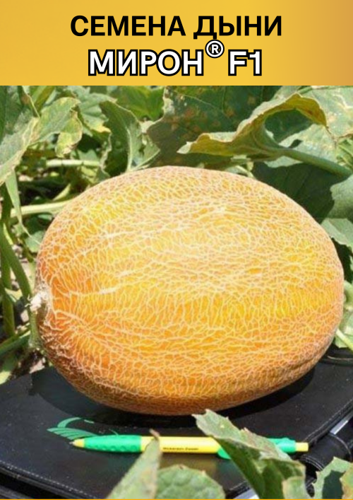 Мирон (Мейрон) F1 семена дыни