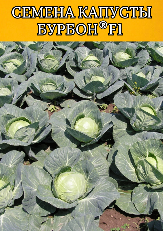 Бурбон F1 2500 штук семена капусты белокочанной
