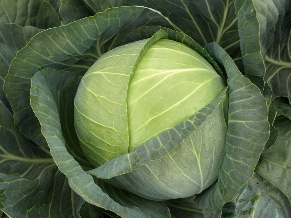 Бригадир F1 2500 штук семена капусты белокочанной