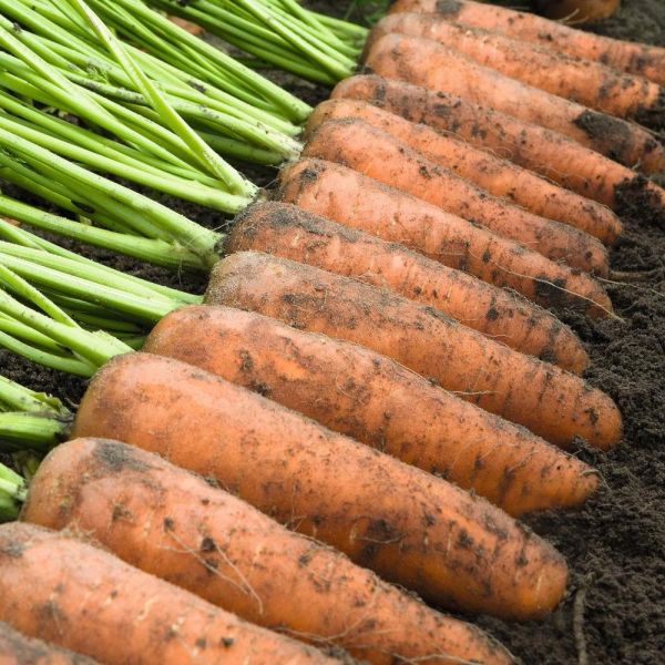 Семена моркови Купар 1,6-1,8мм 500 000 с