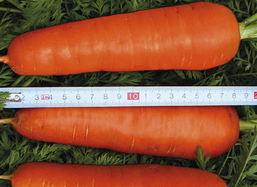 Семена моркови Мирафлорес F1 1,6-1,8 мм 100 000 с