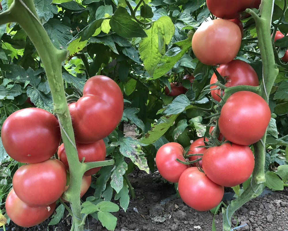 Пинк Мани F1 250 штук семена томата