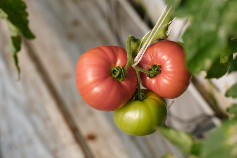 Эсмира F1 1000 штук семена томата