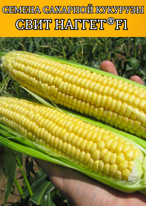 Свит Наггет F1 5000 штук семена сахарной кукурузы