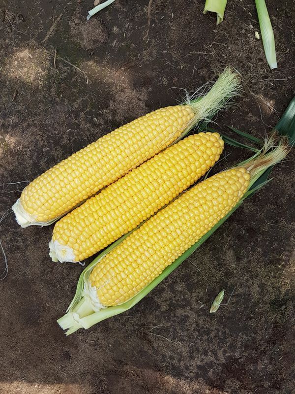 Семена сахарной кукурузы Аркон F1 5000 штук