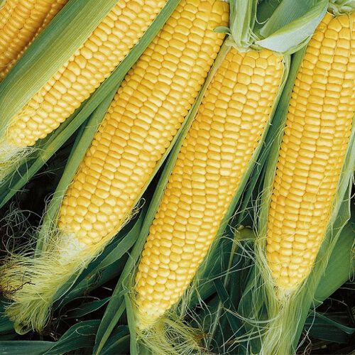 Мегатон F1 5000 штук семена сахарной кукурузы