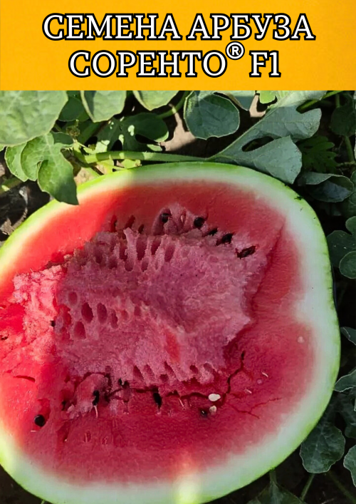 Соренто F1 1000 штук семена арбуза