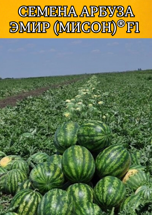 ЭМИР (МИСОН) F1 семена арбуза