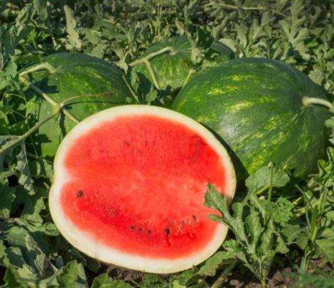 Юлия F1 1000 штук семена арбуза