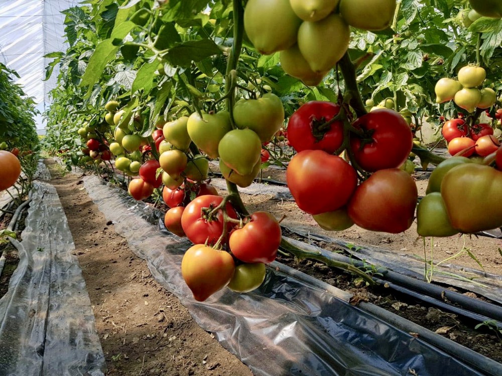 Агилис F1 500 штук семена томата