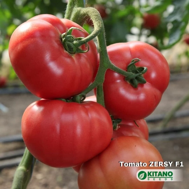 Семена томата ЗЕРСИ (КИБО) F1 1000 с