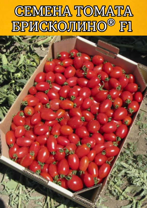 Брисколино F1 1000 штук семена томата-черри