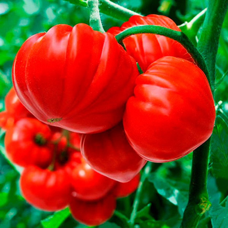 Сарра F1 семена томата