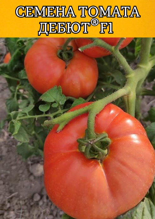 Дебют F1 семена томата