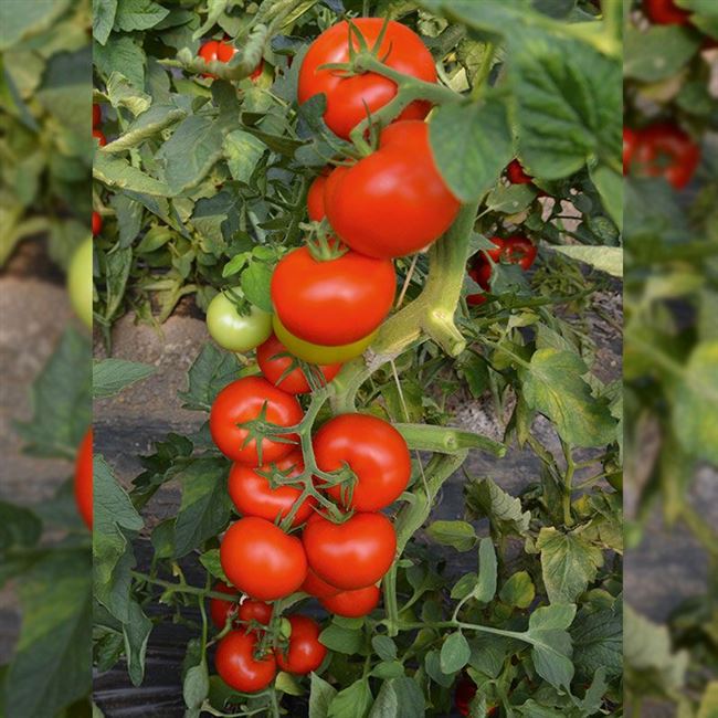 Тойво F1 семена томата АКЦИЯ