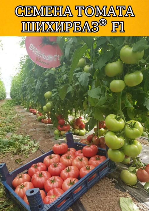 Шихирбаз F1 500 штук семена томата