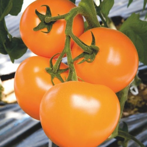 ТИ-169 F1 семена томата