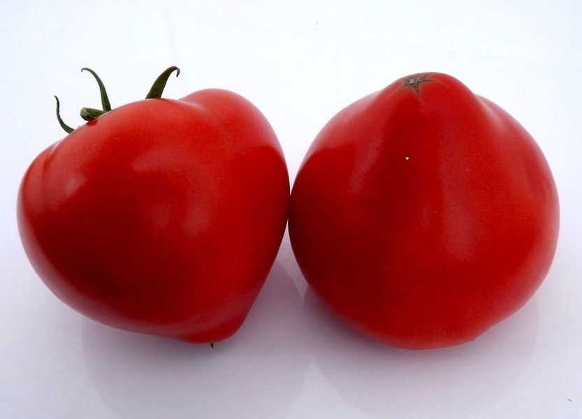 Аксель F1 100 штук семена томата