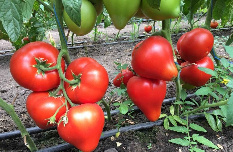 Эрон F1 500 штук семена томата