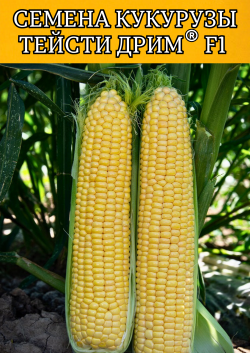 Тейсти дрим F1 5000 штук семена сахарной кукурузы