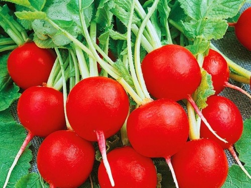 Глориет F1 10 000 штук семена редиса