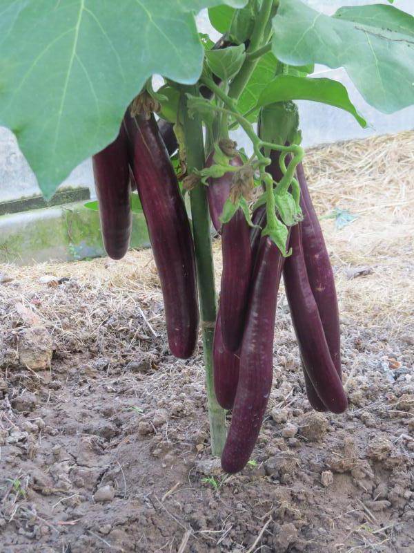 Меч самурая семена баклажана