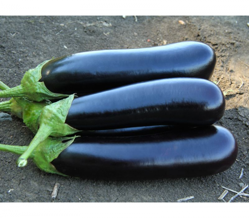 ДАРКО F1 1000 штук семена баклажана