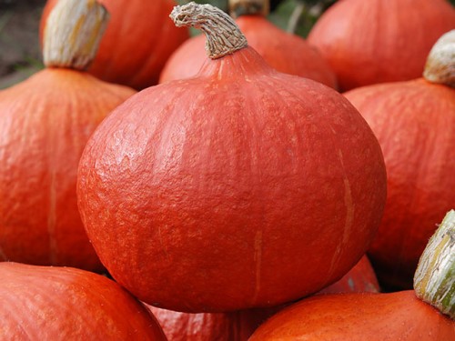 Оранж саммер F1 500 штук семена тыквы