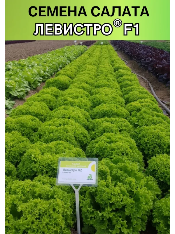 Левистро (драже) семена салата