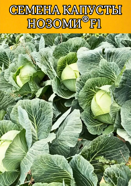 Нозоми F1 2500 штук cемена капусты белокочанной