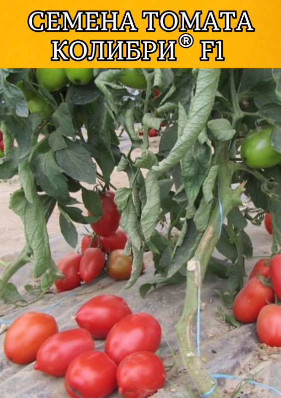 Колибри F1 250 штук семена томата