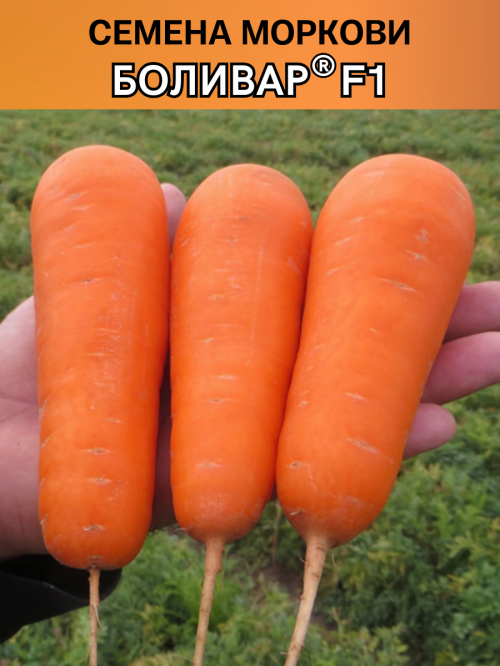 Боливар 1,6-1,8 мм 500 000 штук семена моркови