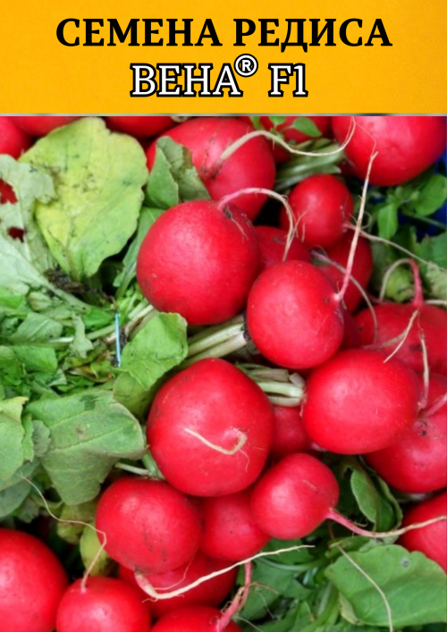 Вена F1 семена редиса