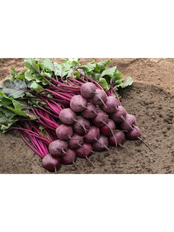 Пабло F1 семена столовой свеклы