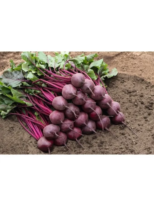 Пабло F1 семена столовой свеклы