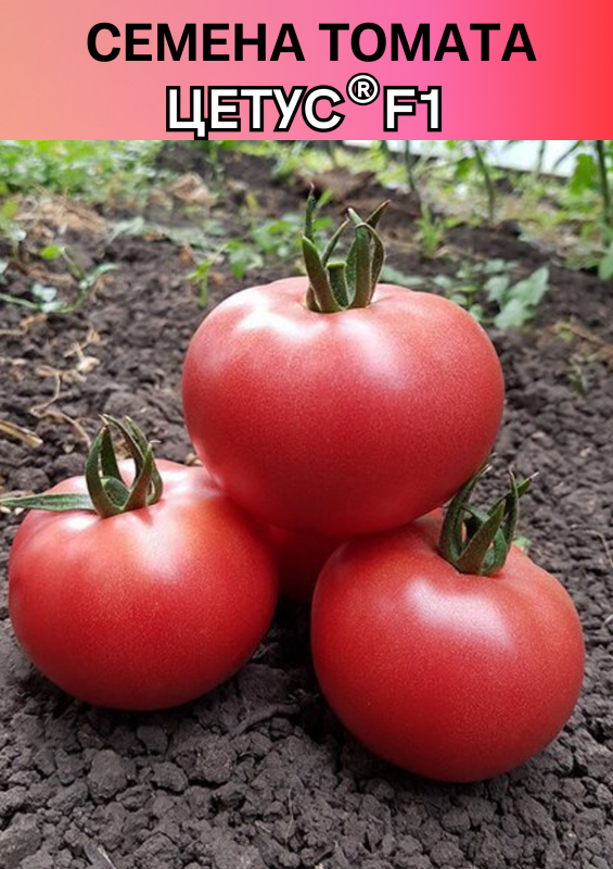 Цетус F1 семена томата