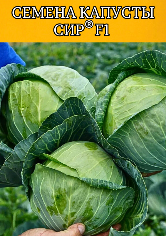 Сир F1 2500 штук семена капусты белокочанной