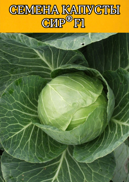 Сир F1 2500 штук семена капусты белокочанной