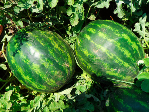 Маристо F1 1000 с семена арбуза