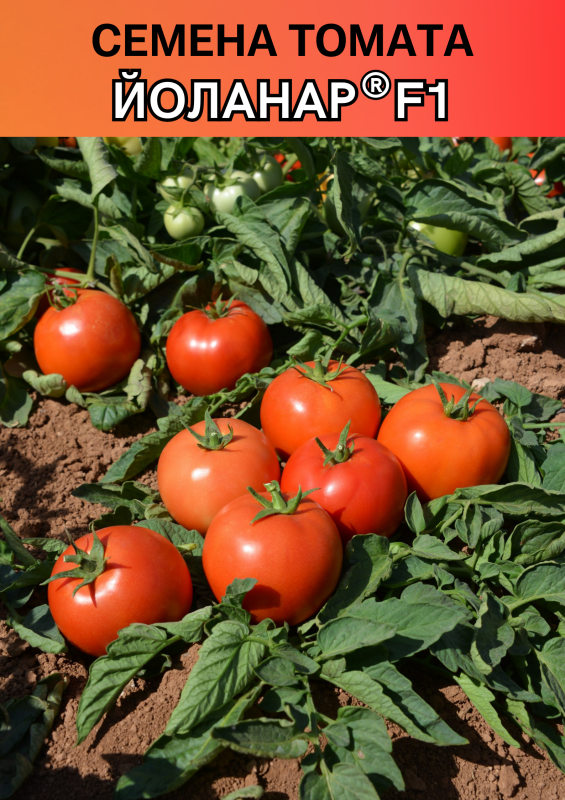 Йоланар (Йолнар) F1 семена томата