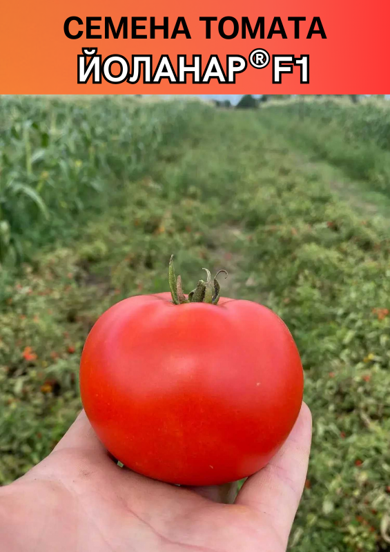 Йоланар (Йолнар) F1 семена томата