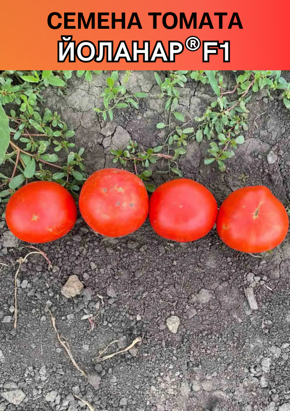 Йоланар (Йолнар) F1 семена томата