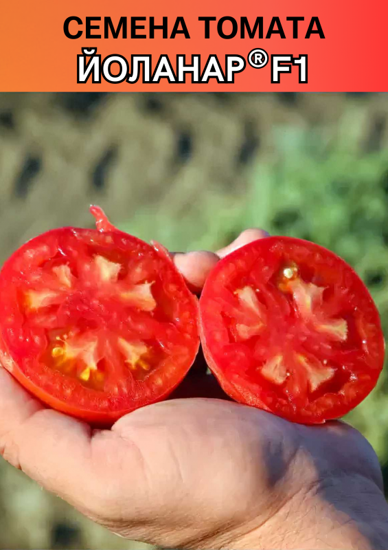 Йоланар (Йолнар) F1 семена томата