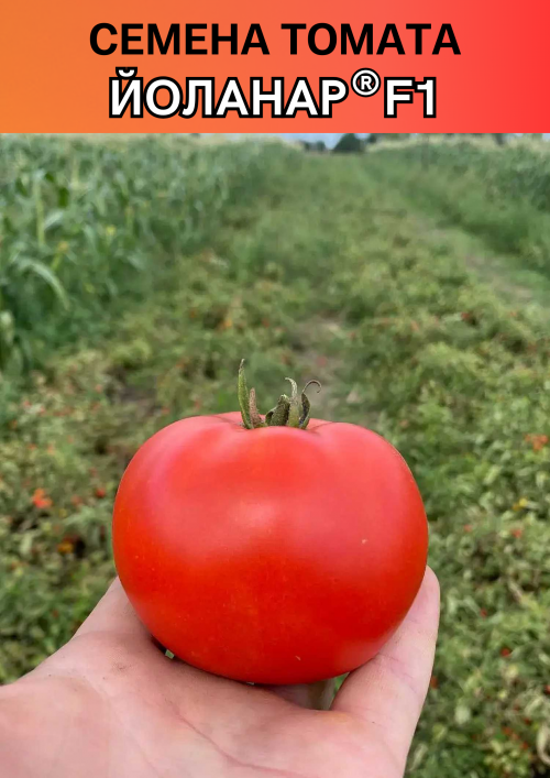 Йоланар (Йолнар) F1 семена томата