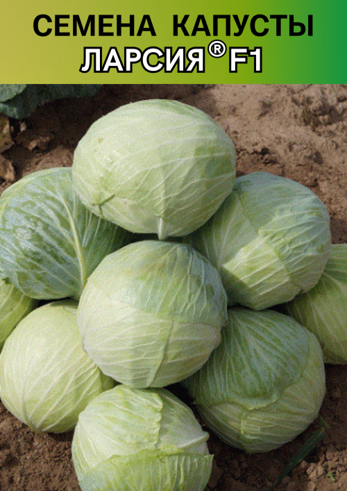 Ларсия F1 2500 штук семена капусты белокочанной