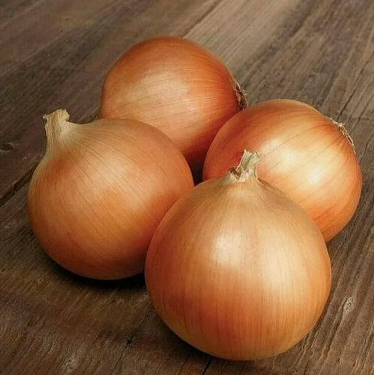 Спэниш медальон F1 250 000 штук семена лука