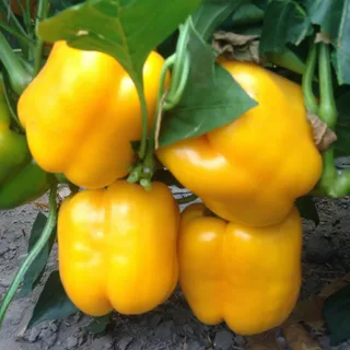 Соланор F1 семена сладкого перца