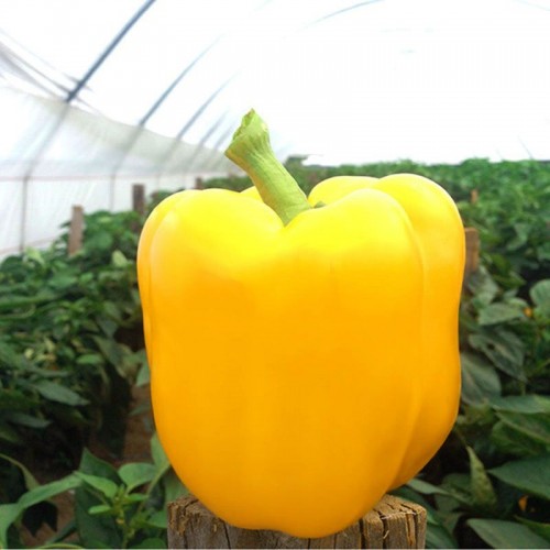 Соланор F1 семена сладкого перца